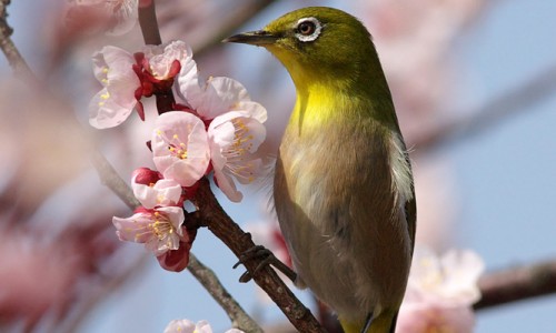 康灵片的功效与作用-康灵胶囊说明书-专业康灵药业股份平台-康灵医药官网图片